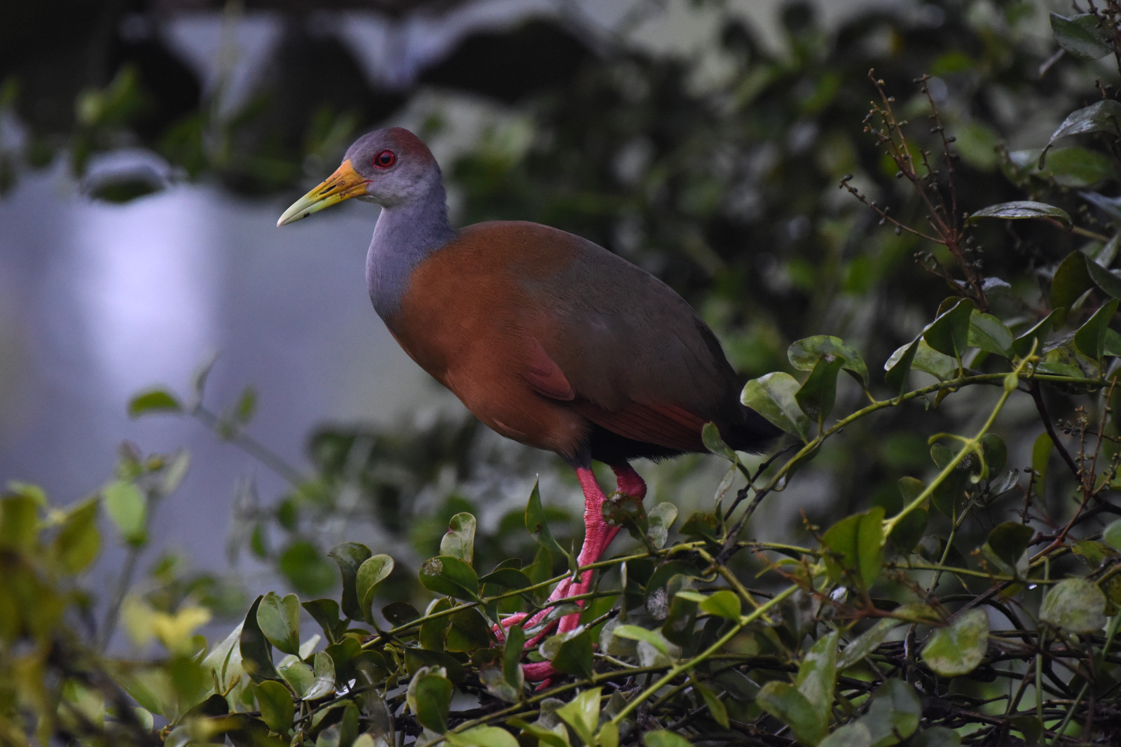 image Russet-naped Wood-Rail